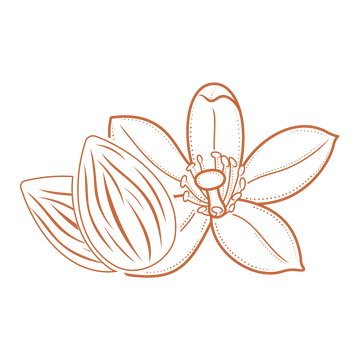 outline icon of an almond and a flower blossom