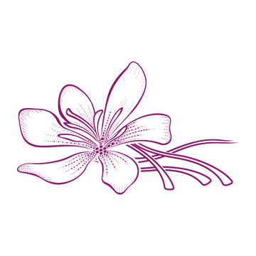 outline icon of a saffron flower